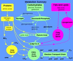Summary diagram of metabolic pathways