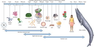 Scale of biological objects from atoms to blue whale