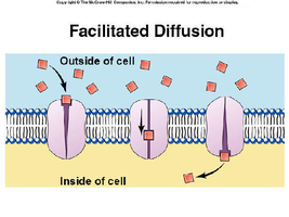 Facilitated diffusion through a membrane protein