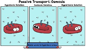 Osmosis effects on cells in different solutions