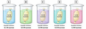 Dialysis bags in solutions of different sucrose concentrations