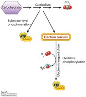 Overview of cellular respiration pathways