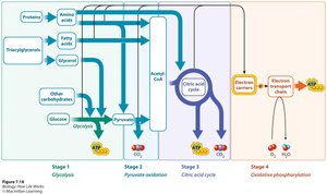 Pathways for different fuel molecules entering cellular respiration