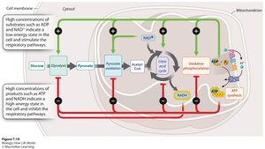 Regulation of cellular respiration pathways