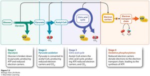 Stages of cellular respiration