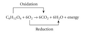Oxidation and reduction in cellular respiration