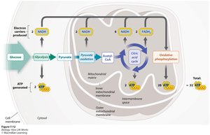 Flow of energy in cellular respiration