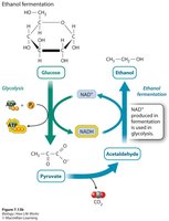 Ethanol fermentation pathway