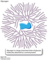 Structure of glycogen
