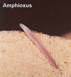 Amphioxus (lancelet)