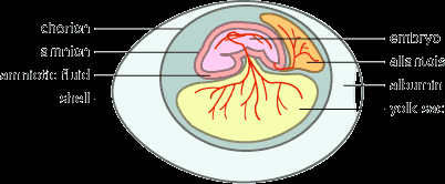 Structure of an amniotic egg