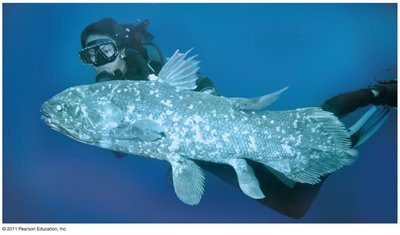 Coelacanth (lobe-finned fish)