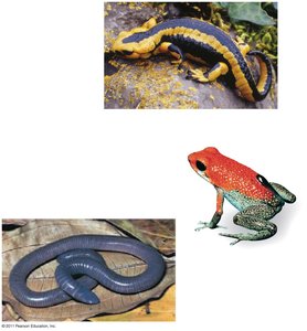 Amphibian diversity: salamander, frog, caecilian