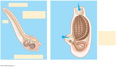 Tunicate larva and adult anatomy