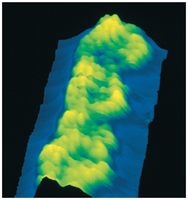 STM image of DNA molecule