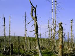 Forest damaged by acid rain