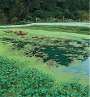Eutrophic pond with algae overgrowth