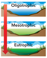 Diagram of oligotrophic, mesotrophic, and eutrophic lakes
