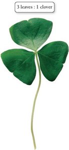 Three leaves per clover