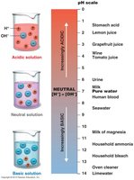 The pH scale with examples of acidic, neutral, and basic solutions