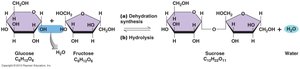 Dehydration synthesis and hydrolysis of carbohydrates