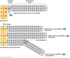 Structural formulas of simple lipids