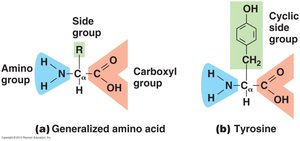 General structure of amino acids