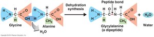 Peptide bond formation between amino acids