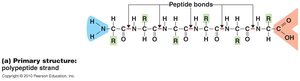 Primary structure of proteins