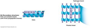 Secondary structure of proteins