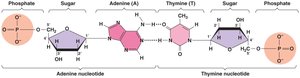 Structure of nucleic acids