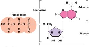 Detailed structure of ATP