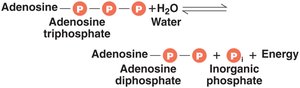 ATP hydrolysis and energy release