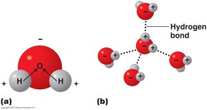 Hydrogen bonding between water molecules