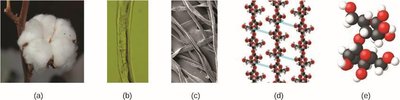 Progressive views of cotton from macroscopic to atomic level