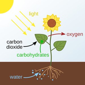 Diagram of photosynthesis process