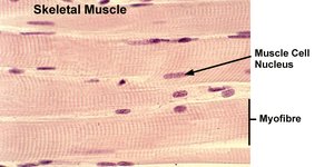 Microscopic view of skeletal muscle showing muscle cell nucleus and myofibre