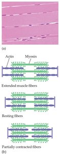 Muscle fiber structure and contraction