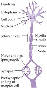Structure of a neuron