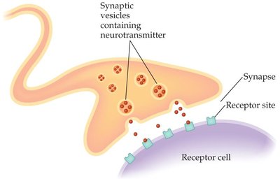 Synapse and neurotransmitter release