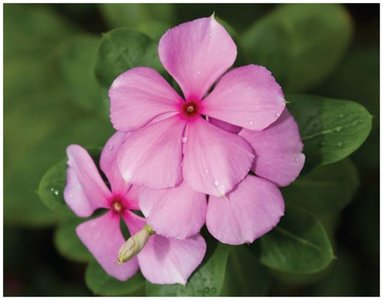 Flowering plant as a source of drugs