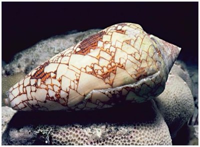 Marine organism as a source of drugs