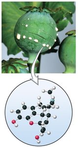 Opium poppy and morphine molecule
