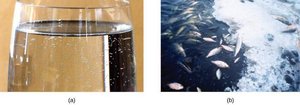 (a) Bubbles in water as temperature increases; (b) Fish kill due to decreased oxygen solubility