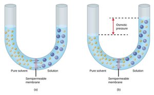 Osmosis across a semipermeable membrane