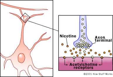 Synapse and acetylcholine receptors