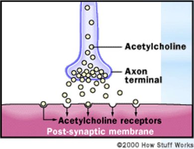 Acetylcholine at synapse
