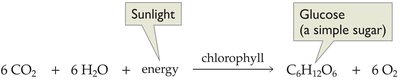 Photosynthesis equation: 6 CO2 + 6 H2O + energy (sunlight) --chlorophyll--> C6H12O6 + 6 O2
