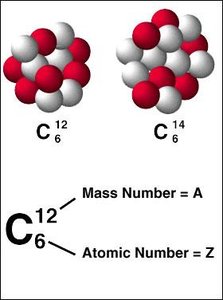 Isotopes of carbon with different numbers of neutrons