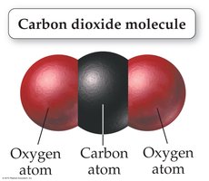 Carbon dioxide molecule: one carbon atom between two oxygen atoms